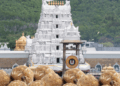 Tirupati Laddoo
